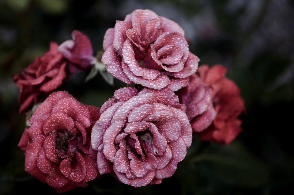 Pink Petaled Flowers Close Up Photography