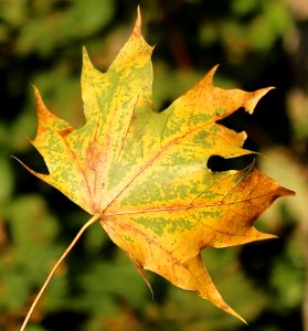 Yellow Leaf
