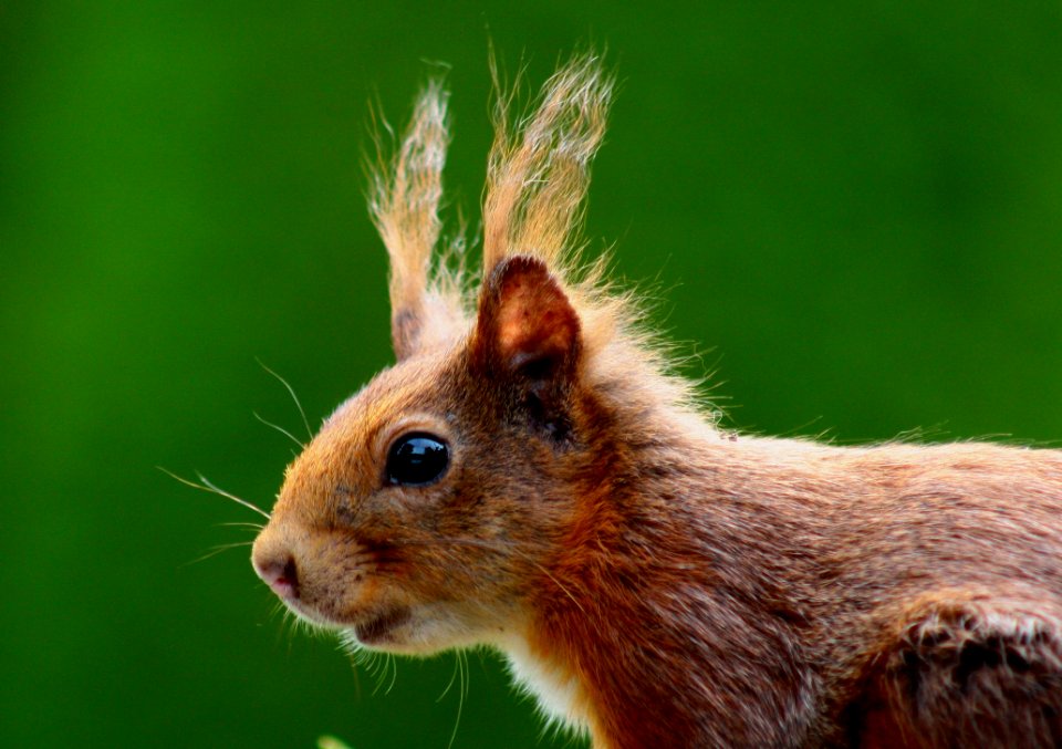 Close Up Photography Of Brown Animal