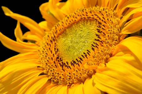 Yellow Flower Close Up photo