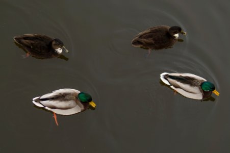 4 Ducks On The Water