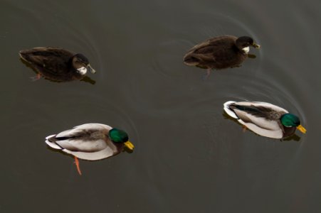 4 Ducks On The Water photo