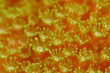 Yellow Coral Field