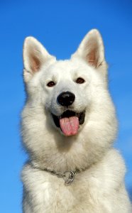 White Long Coated Medium Size Dog Sticking Tongue Out During Daytime photo