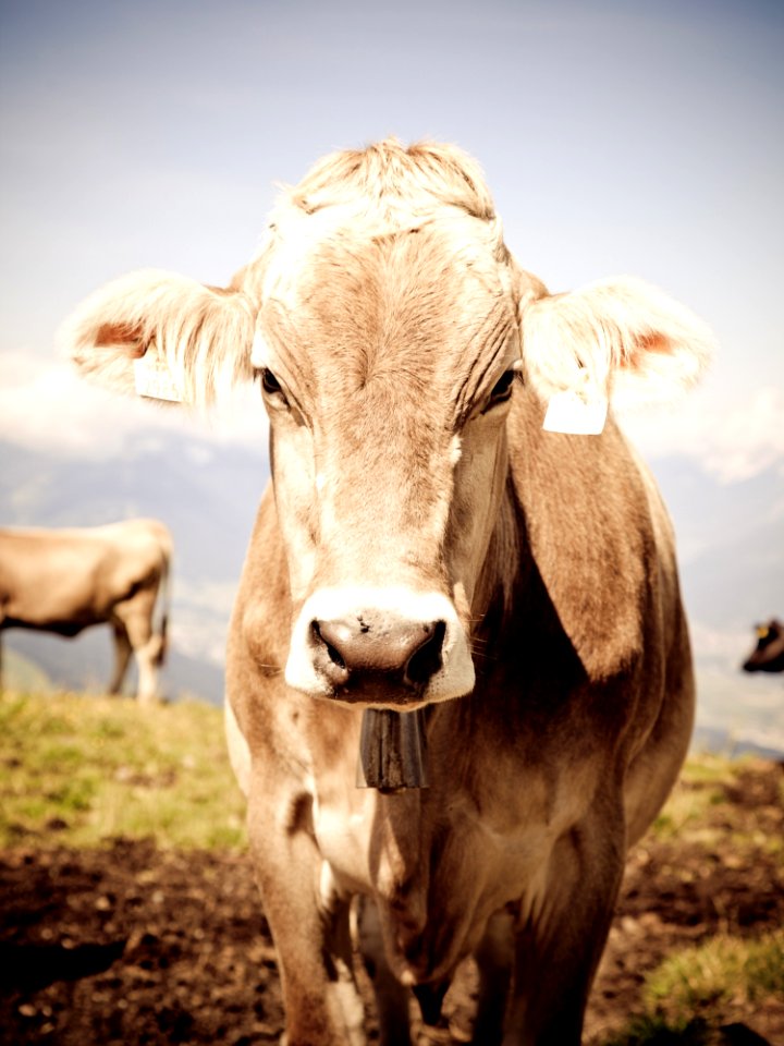 Gray And White Cow During Day Time