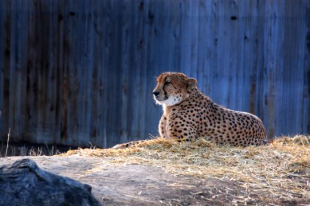 Cheetah In Zoo photo