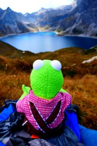 Green Frog Plush Toy On Green Grass During Day Time