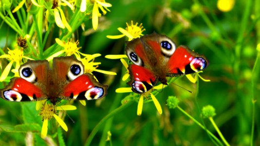 2 Peacock Butterflies Perched On Yellow Flower In Close Up Photography During Daytime photo
