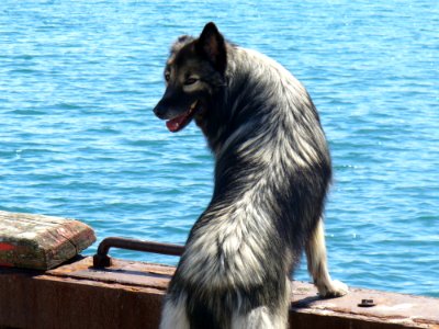 Gray And White Long Coated Dog photo