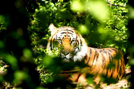 Tiger Through Green Leaves During Day photo