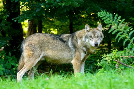 Brown Wolf Standing On Green Grass photo