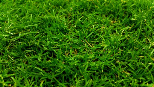Green Grass photo