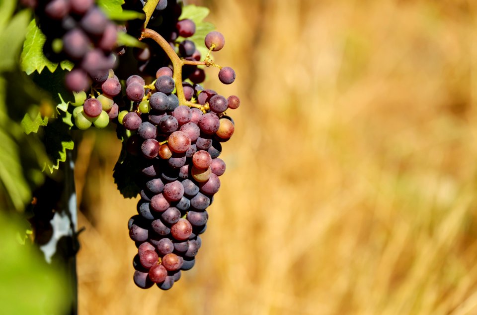 Shallow Focus Photography Of Purple Grapes