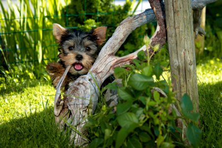 Yorkshire Terrier Puppy Hiding Behind Tree Root photo