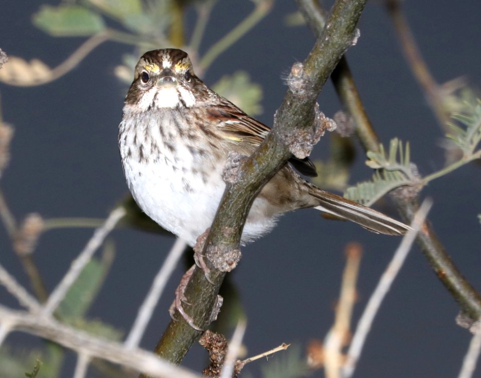 895 - WHITE-THROATED SPARROW (12-21-2016) Patagonia Lake Santa Cruz Co Az -02