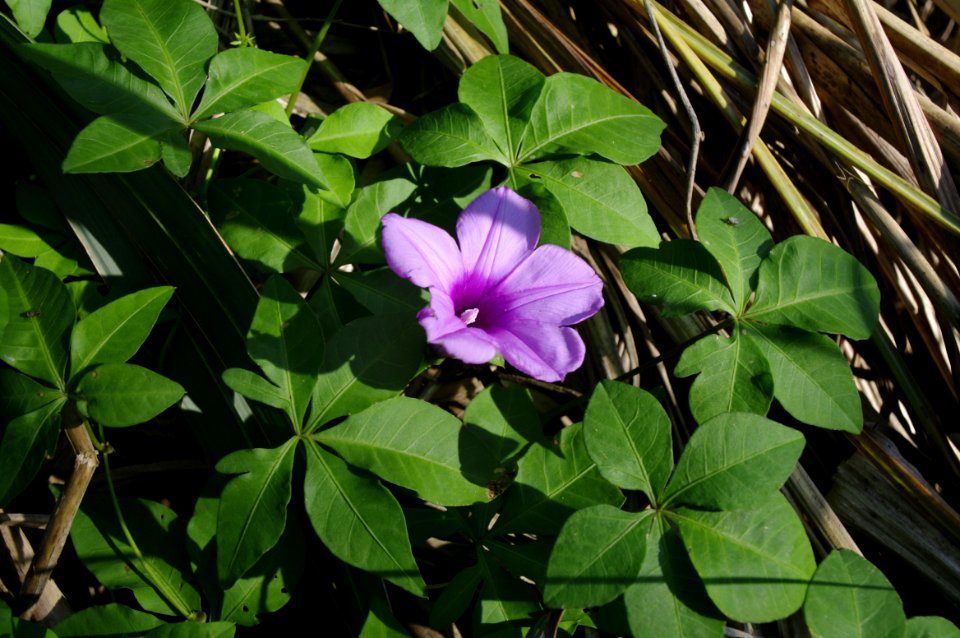 Purple Flower