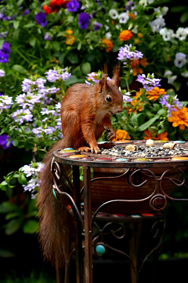 Brown Squirrel In Black Metal Round Table During Daytime
