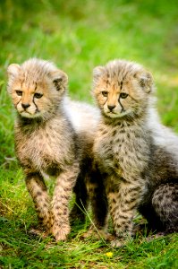 2 Yellow And Black Cheetah Sitting Together photo