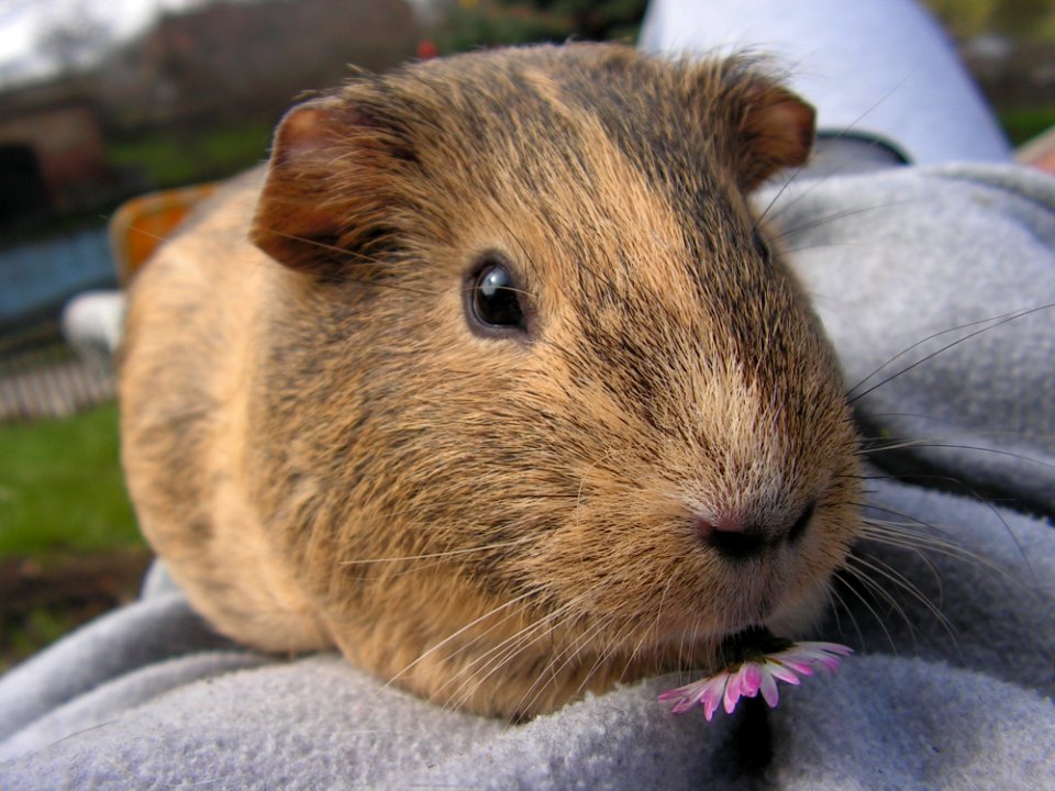 Brown And Black Genie Pig In Gray Textile