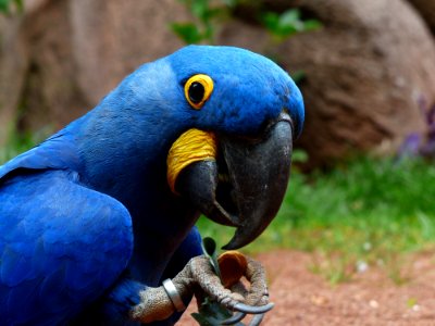 Blue And Yellow Furred Bird