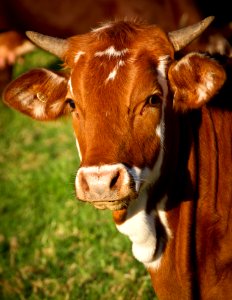 Cow In Sunny Field