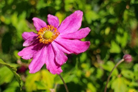 Pink And Orange Flower Before Green Leaves During Daytime photo