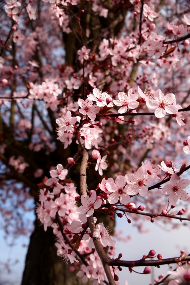 Cherry Blossom Tree