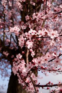 Cherry Blossom Tree