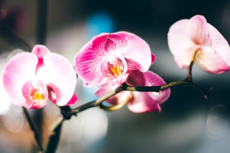 Close-Up Photography Of A Pink And White Moth Orchid photo