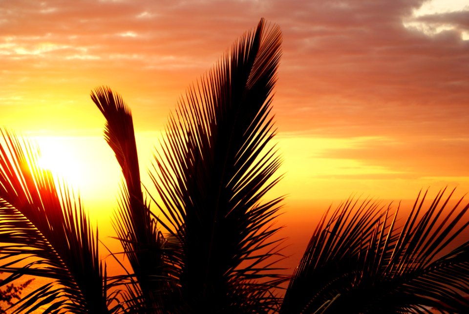 Coconut Tree During Sunset