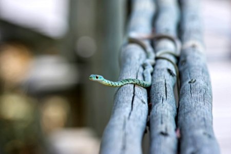 Snake On Grey Wood