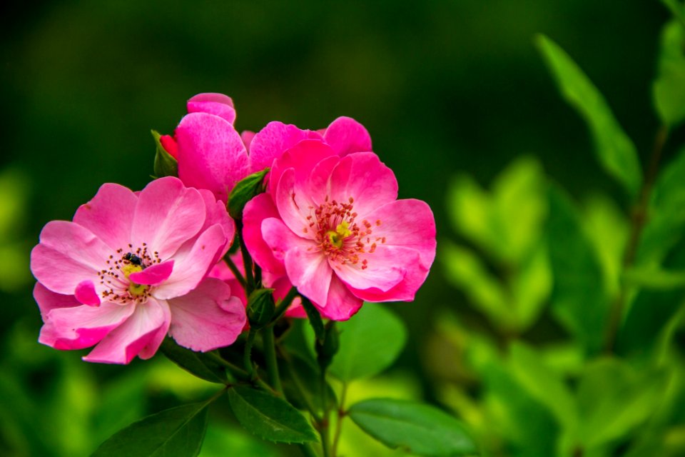 Close Photography Of 3 Pink And White Flower