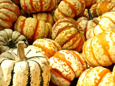 Colorful Pumpkins