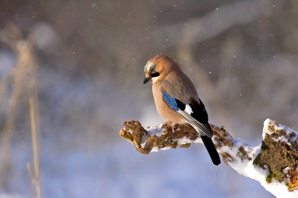 Brown Black And Blue Bird Sitting On Brown Tree Twig
