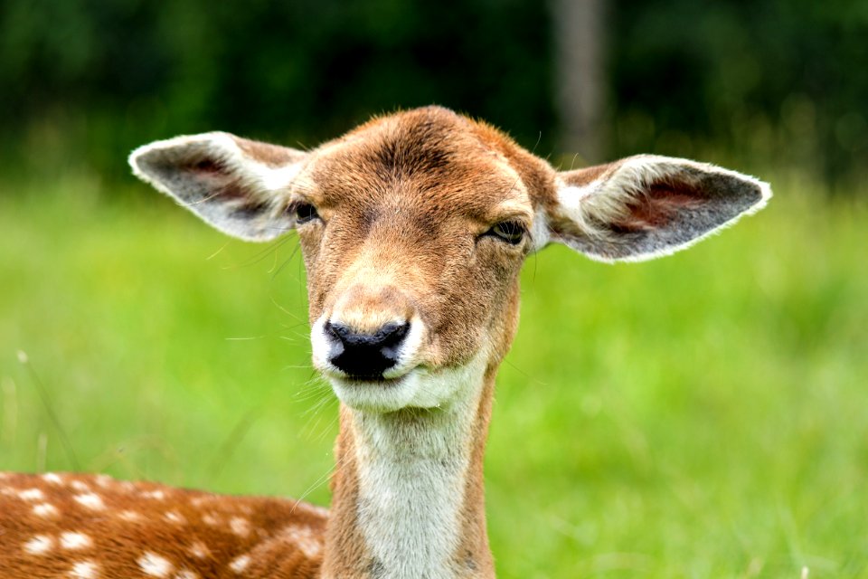 Brown And White Coated Animal