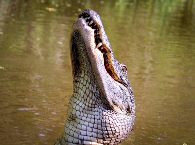 Alligator In Lake photo