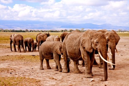 Group Of Elephants On Walking On Brown Road During Daytime photo