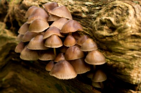 Fungi On Dying Tree