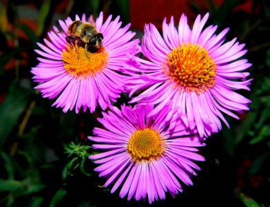 3 Pink Clustered Flowers In Close Up Shots
