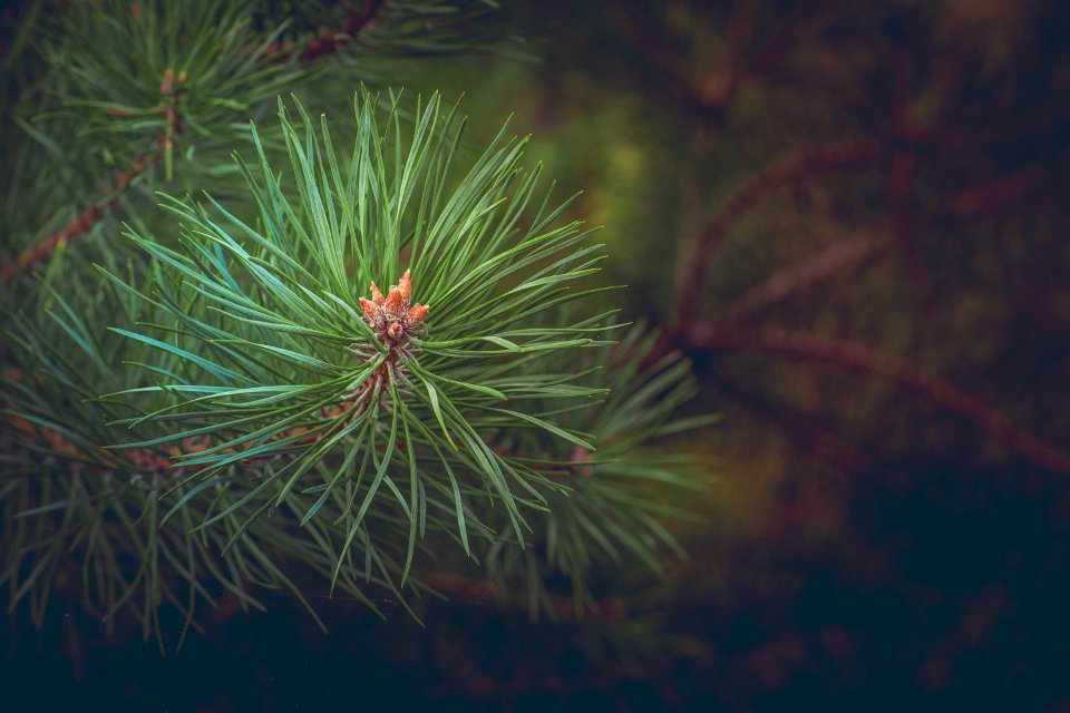 Green Pine Needles At Daytime