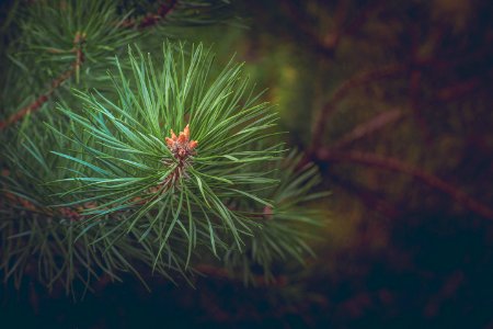 Green Pine Needles At Daytime photo