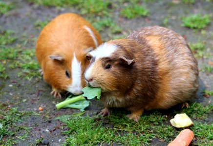 Brown Hamster Eating A Green Leaf photo