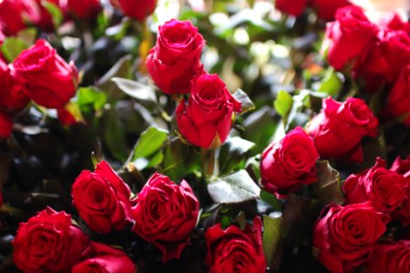 Bouquet Of Red Roses