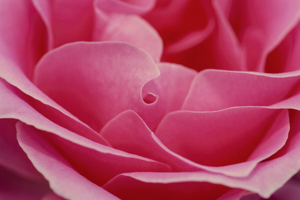 Close Up Of Pink Rose