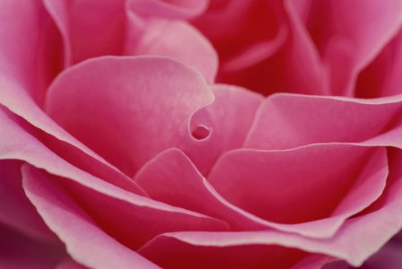 Close Up Of Pink Rose photo
