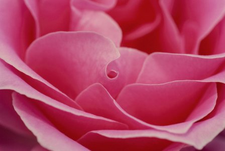 Close Up Of Pink Rose