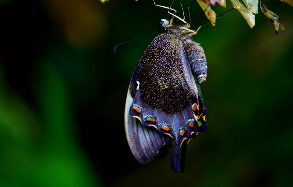Butterfly On Leaves