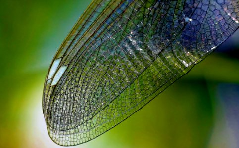 Macro Of Dragonfly Wing photo