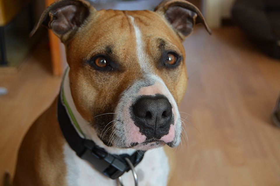 Pitbull american staffordshire face