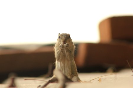 Squirrel Eating